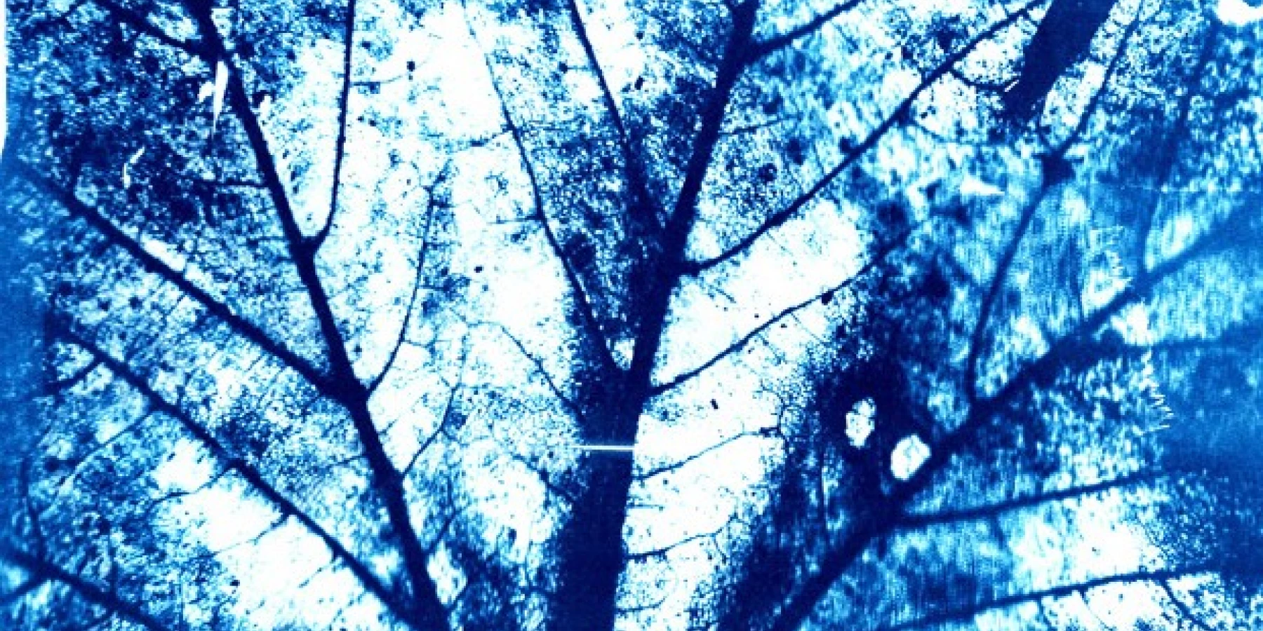 Eine Aufnahme von einem Blatt in blauen Farbabstufungen