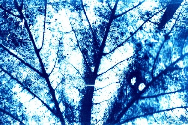 Eine Aufnahme von einem Blatt in blauen Farbabstufungen