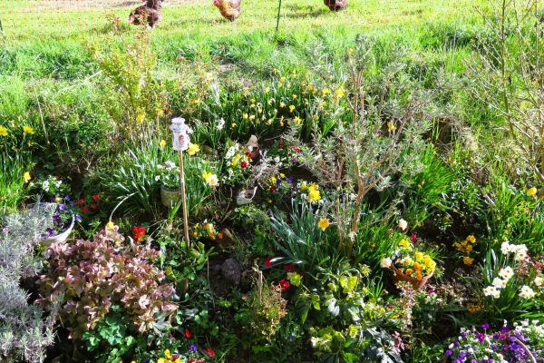 Buntes Blumenbeet mit Hühnern im Hintergrund