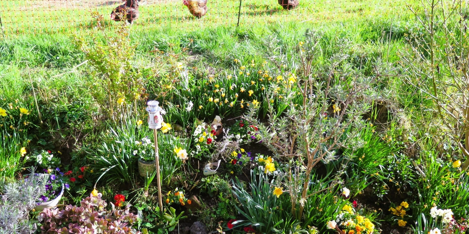 Buntes Blumenbeet mit Hühnern im Hintergrund