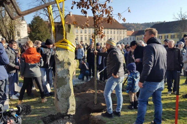 Viele Menschen stehen um eine Basaltstele, die mit Sicherheitsgurten befestigt ist, und einer jungen Eiche