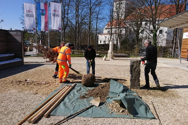 Die Eiche wird von Männern zu einer Mulde neben einer Stele gebracht