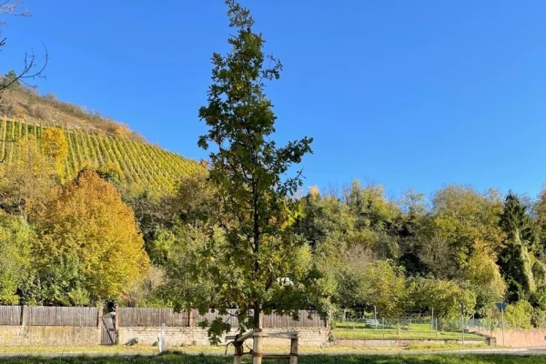 Eine junge Eiche mit Weinbergen im Hintergrund