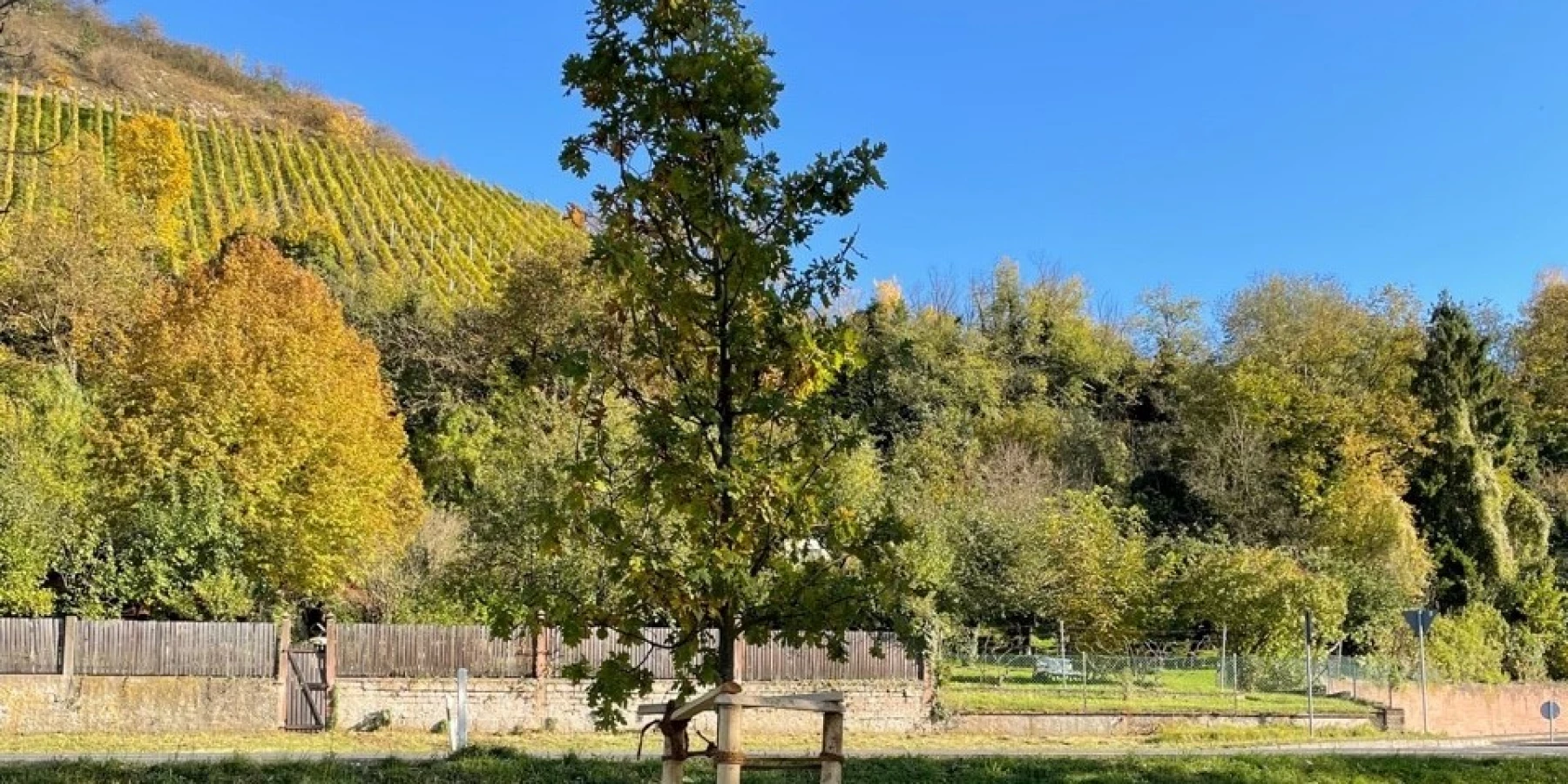 Eine junge Eiche mit Weinbergen im Hintergrund