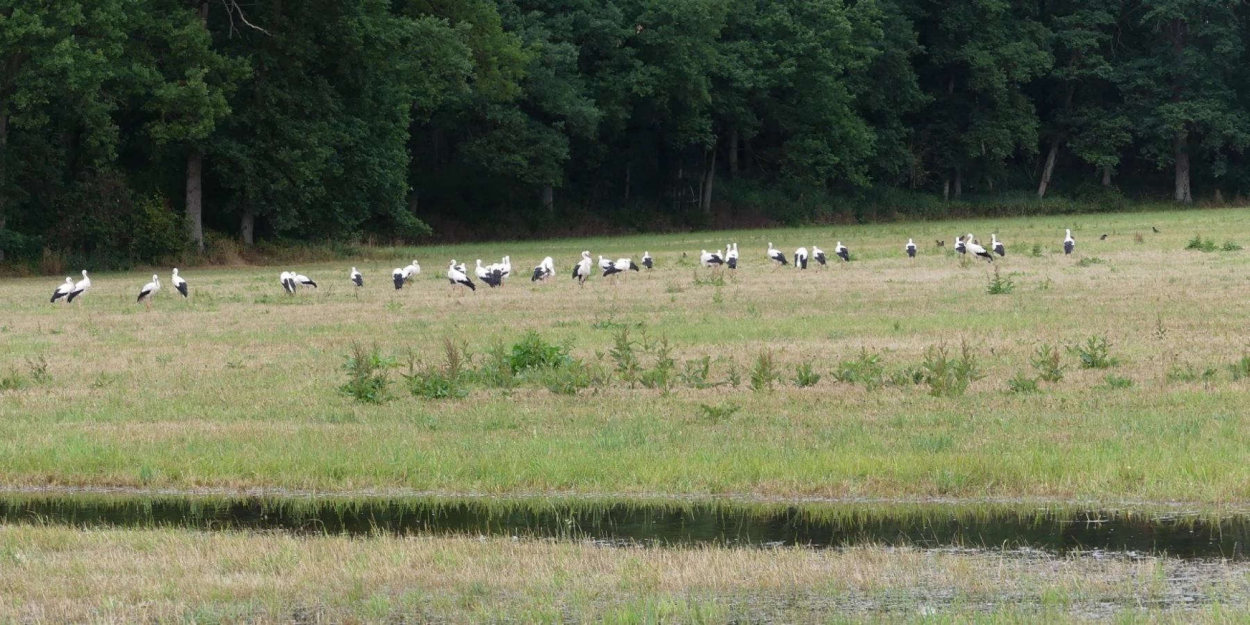 Störche auf der Wässerwiesen