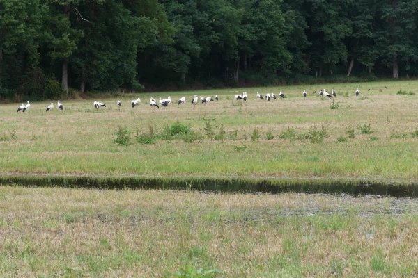 Störche auf der Wässerwiesen