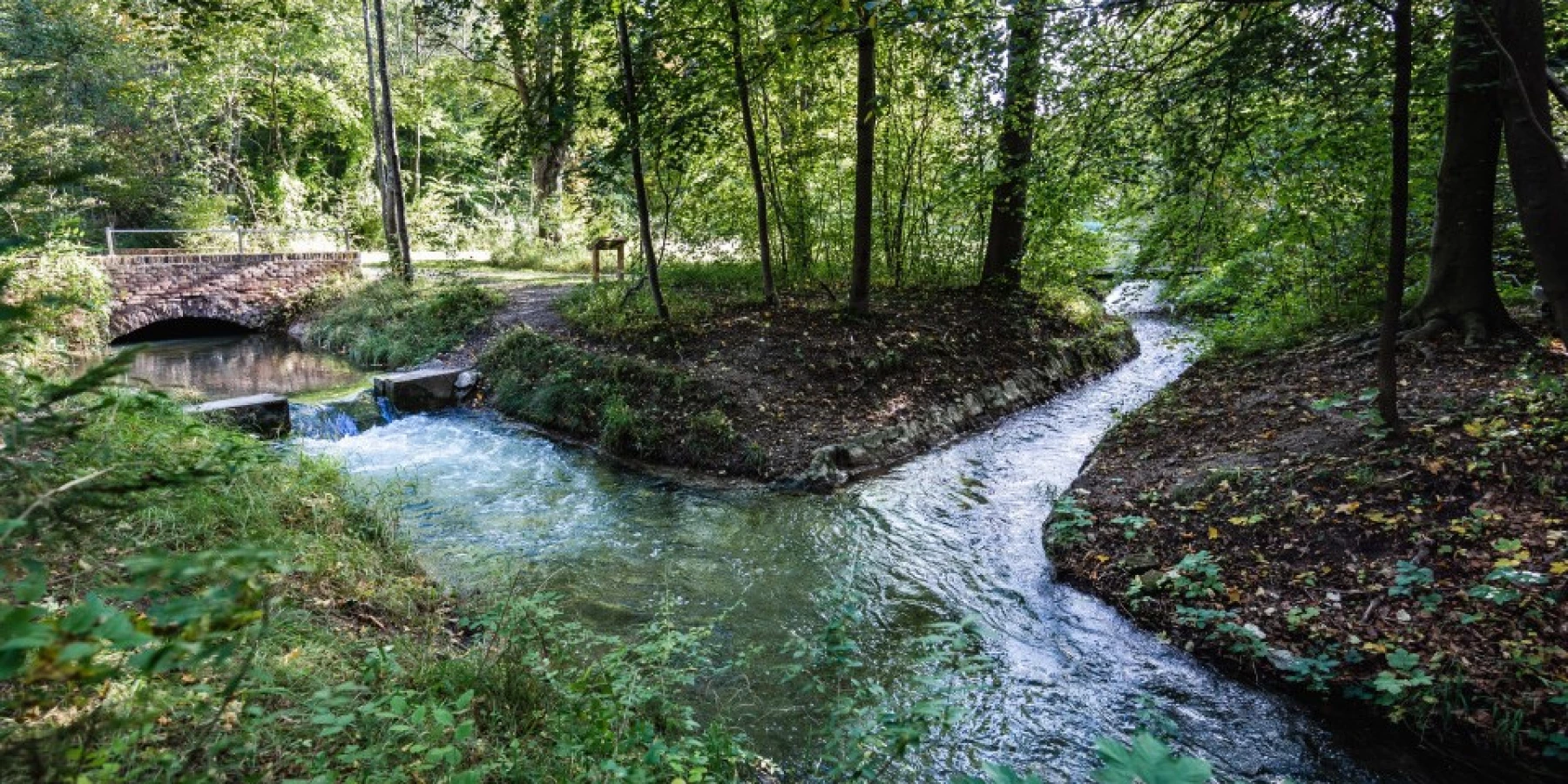 Ein verzweigter Bach im Wald