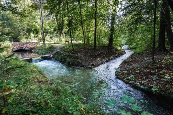 Ein verzweigter Bach im Wald